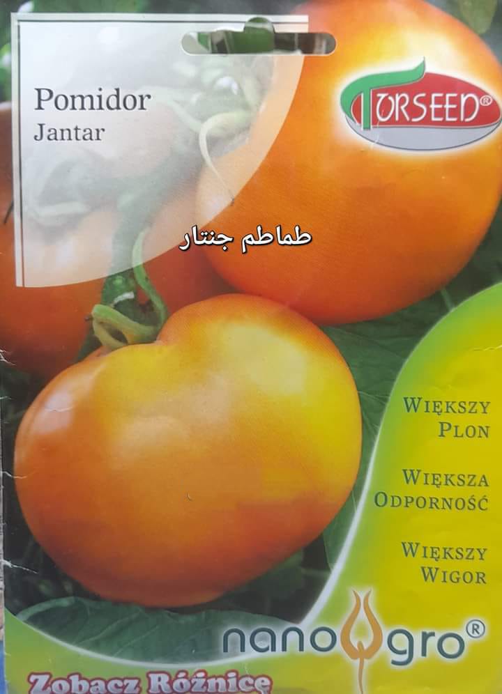 Gentar tomato seeds