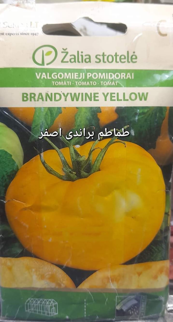 بذور طماطم براندى أصفر