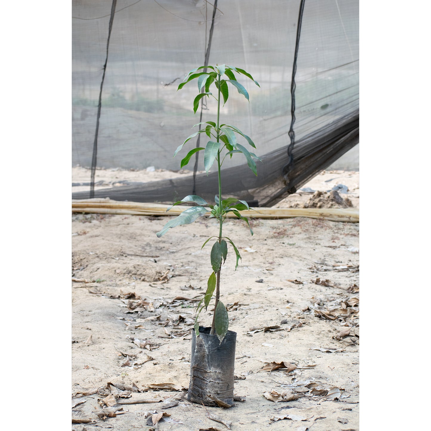 Crimson mango seedling