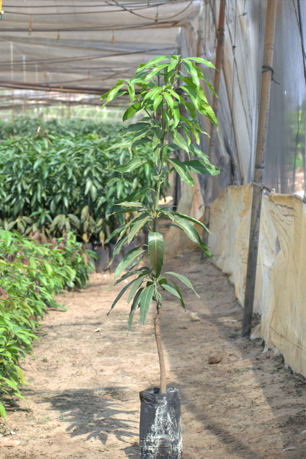 Baz mango seedling