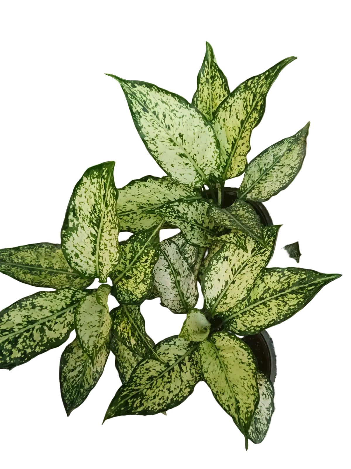 Aglaonema