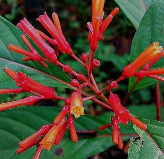 Hamelia