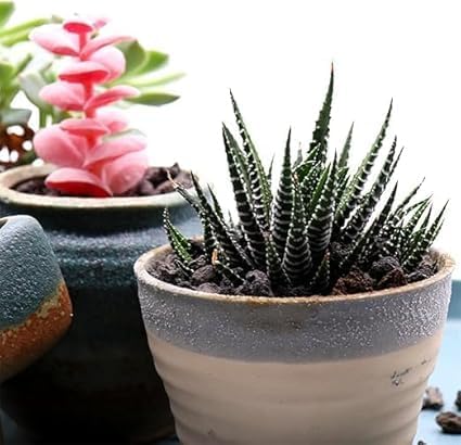 Horticultural soil from volcanic rocks, for plants, cacti, succulents, and landscaping. (3 kg).