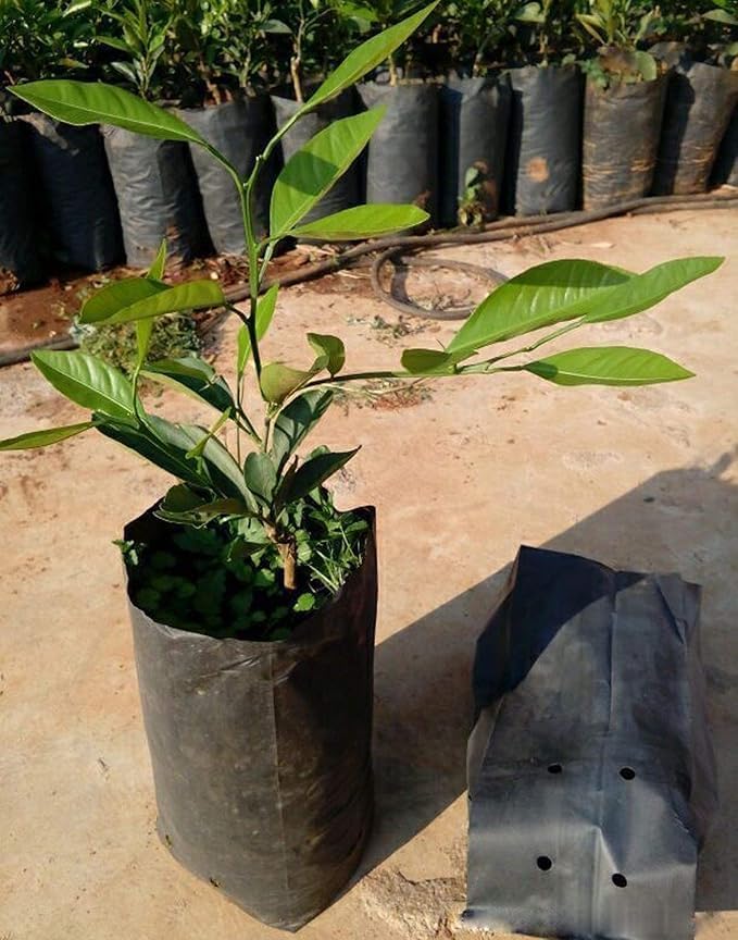 plastic bags for planting Thick plastic bags for planting seedlings, flowers, fruits, and breath