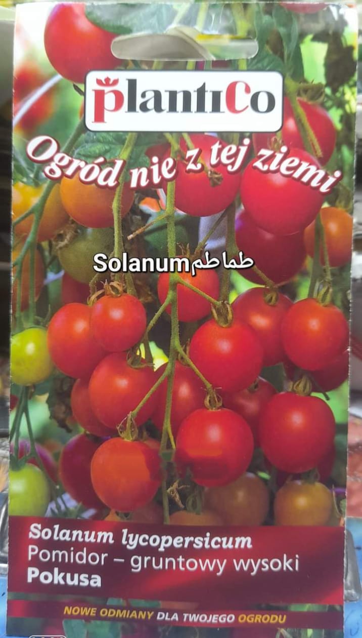 Tomato SOLANUM seeds
