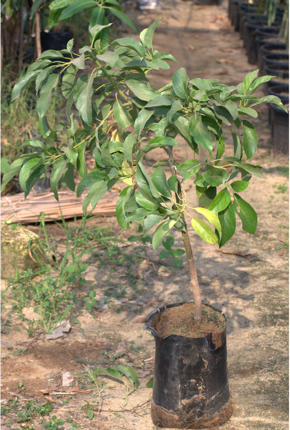 Avocado Hass Seedling