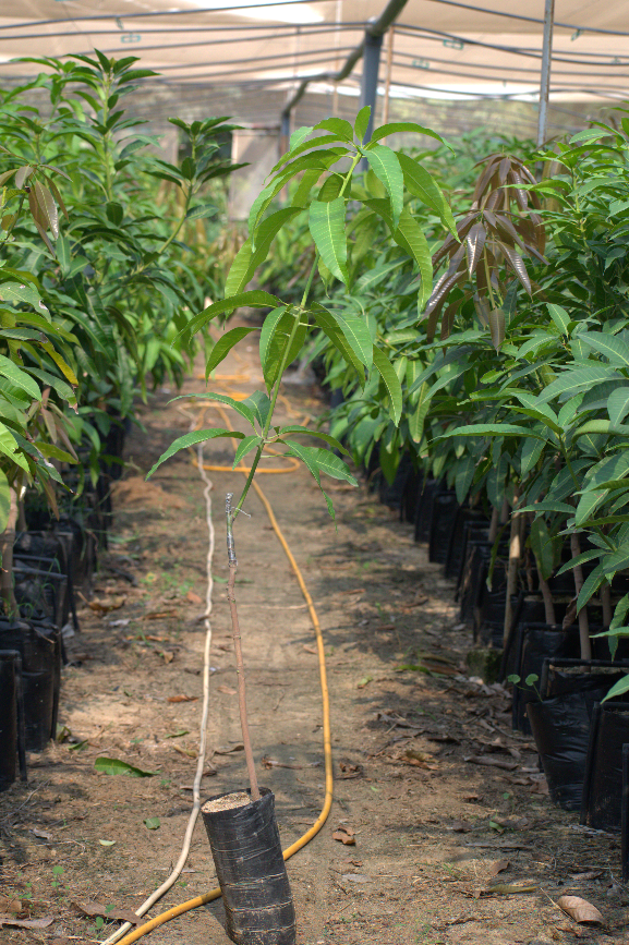 Alfuns Mango Seedling