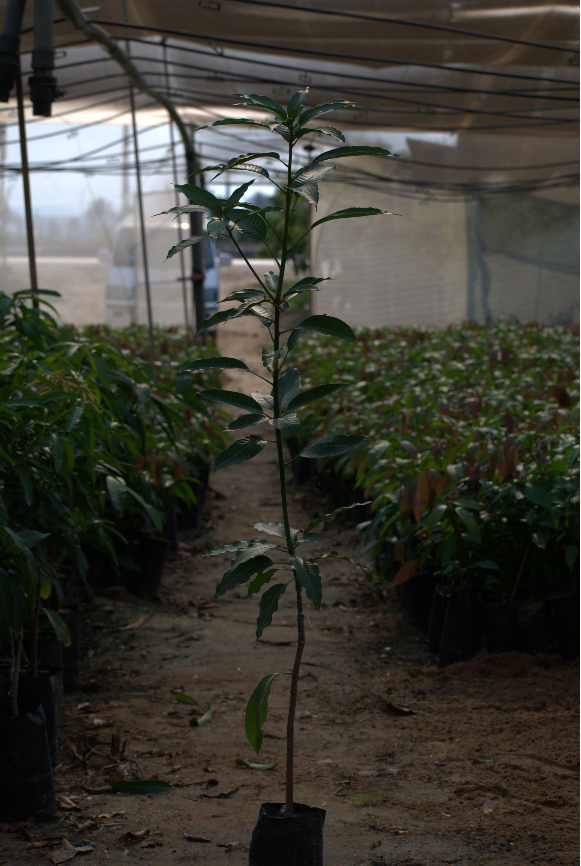 Sadiqa Mango Seedling