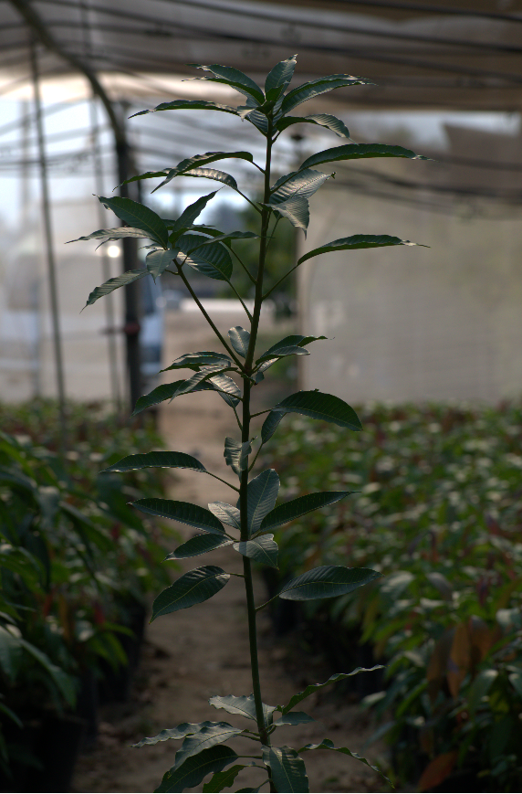 Sadiqa Mango Seedling