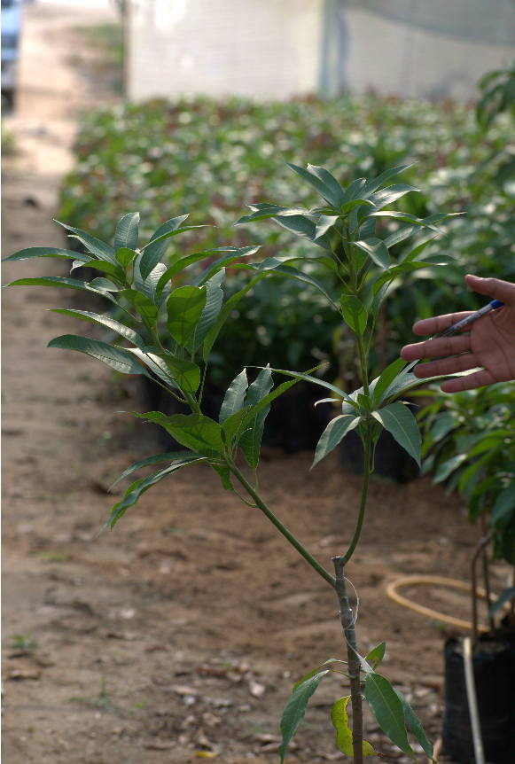 Owais Mango seedling (2 years)