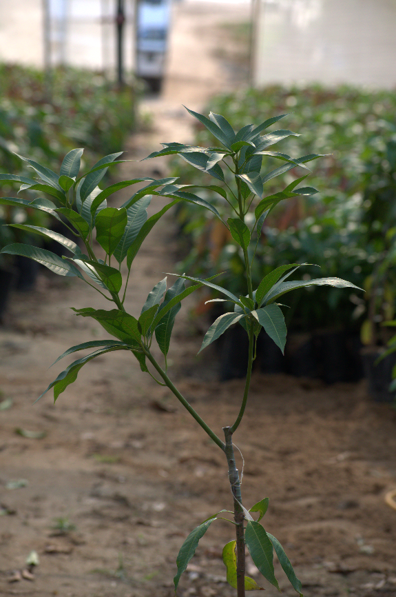Owais Mango seedling (2 years)