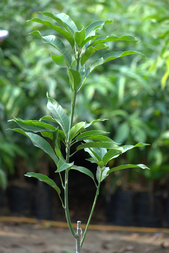 Zabadia Mango Seedling