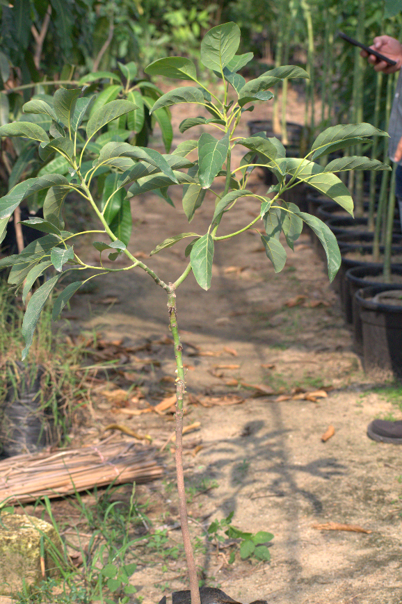 Avocados Ettinger Seedling