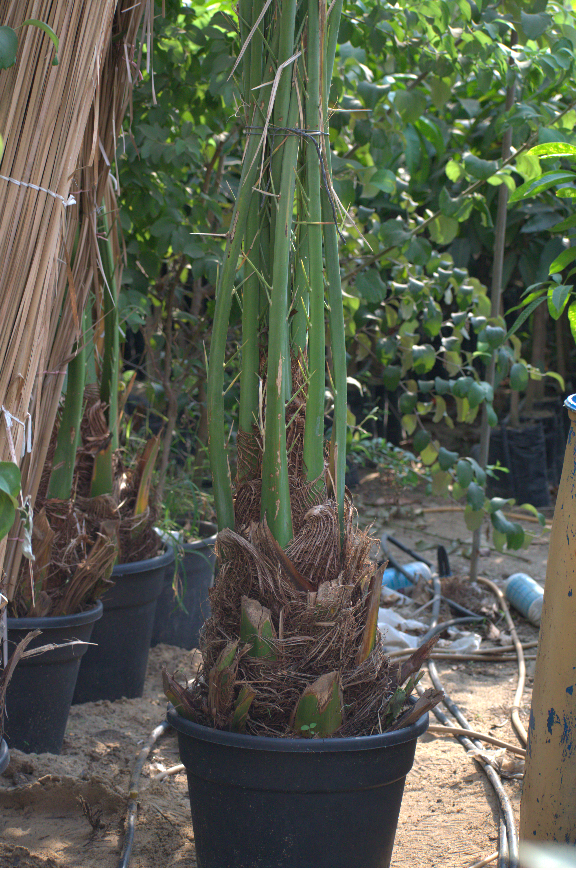 Barha palm seedling