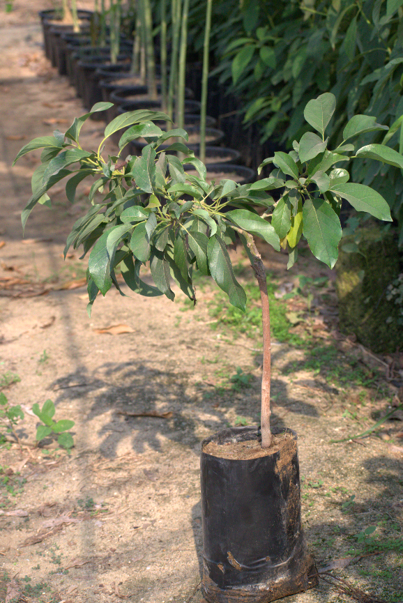 Avocado Rid Seedling