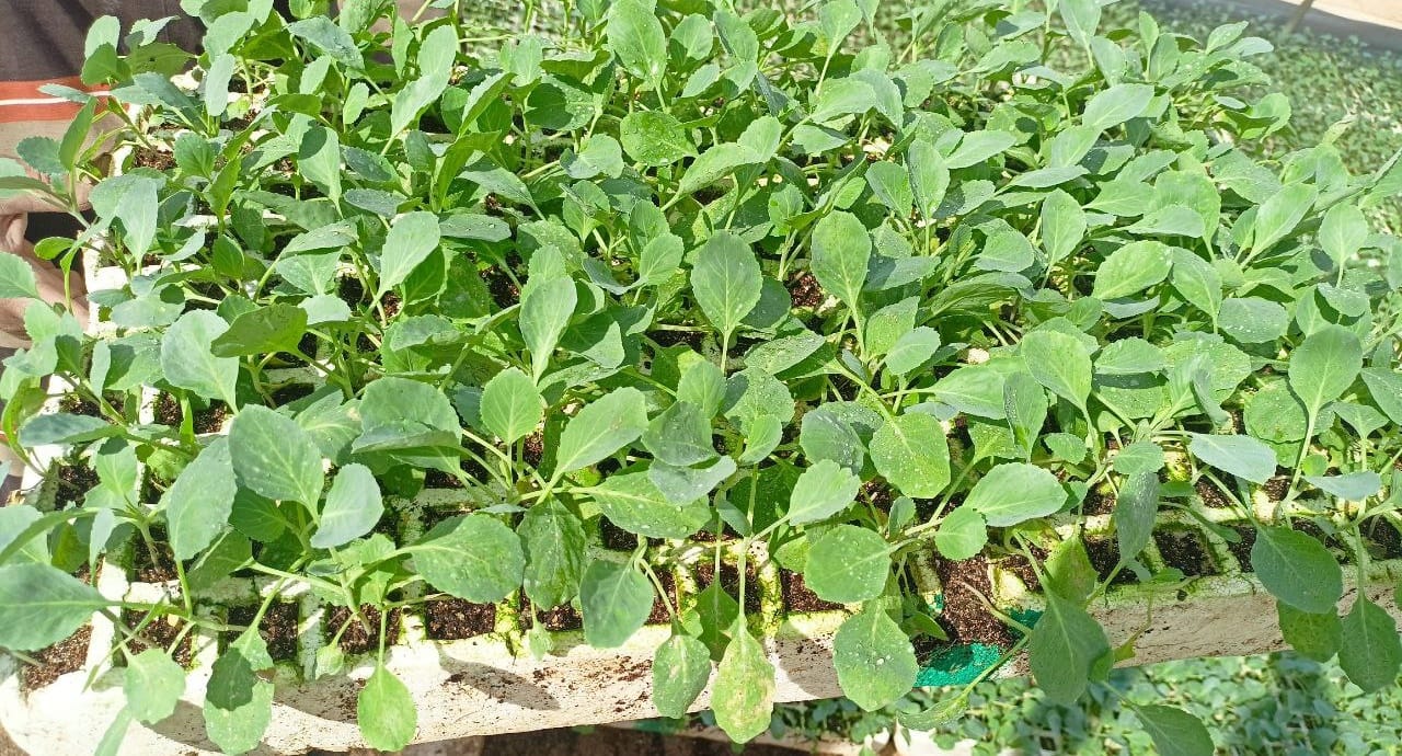 شتلة كرنب يابانى
