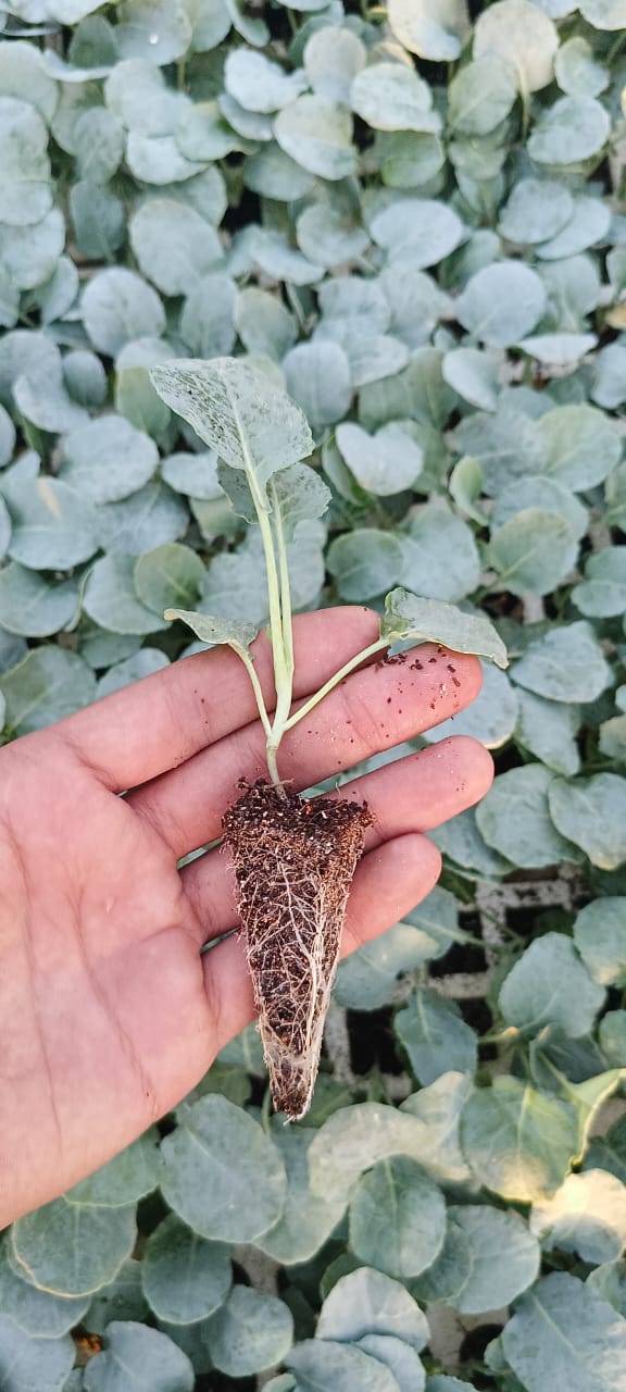 Broccoli seedling