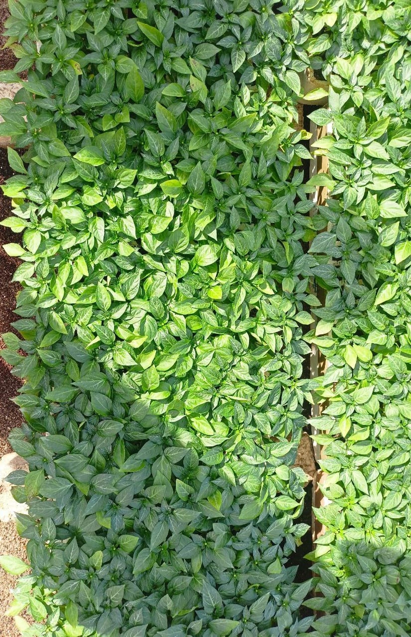 Belle Star pepper seedling