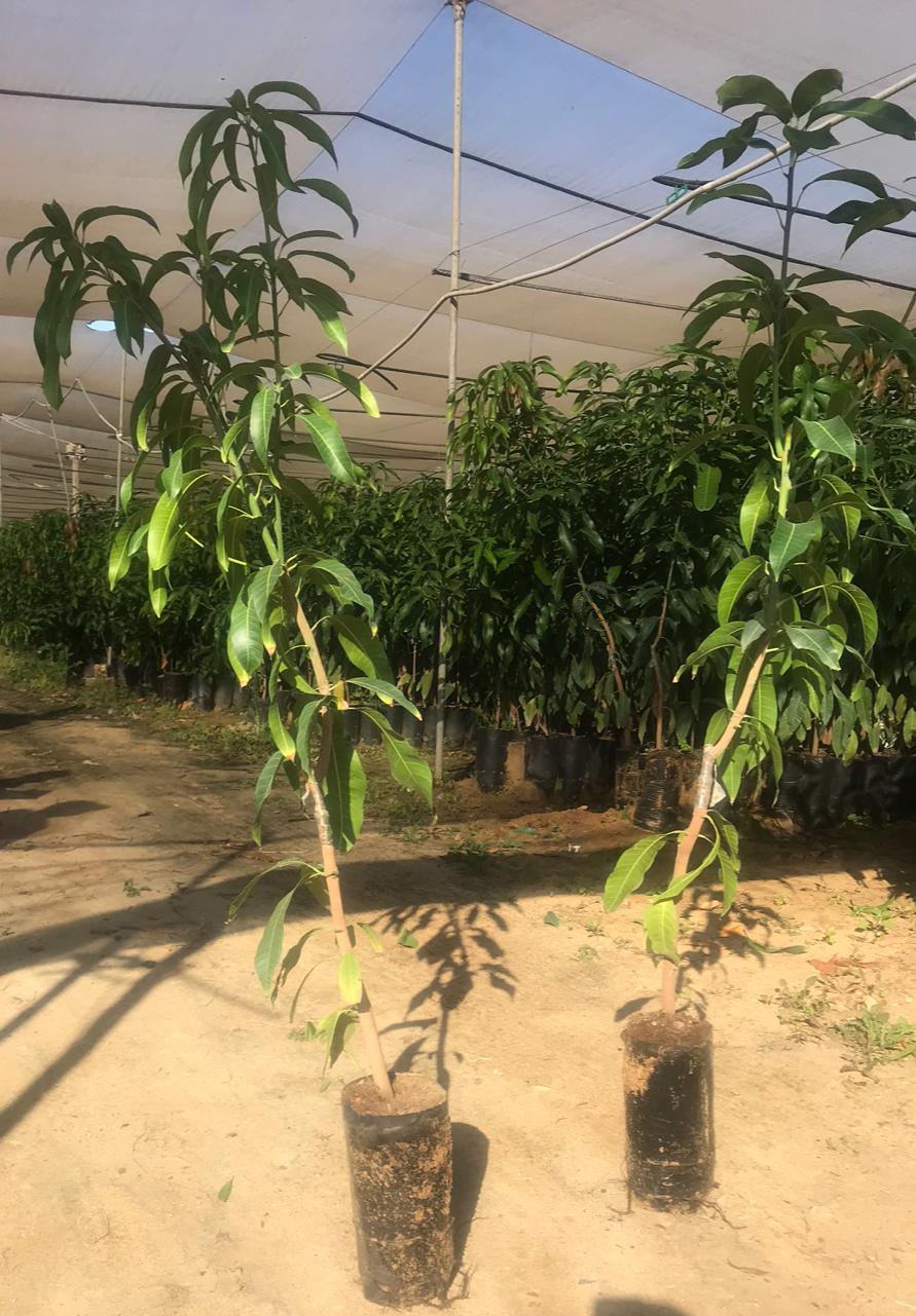 Crimson Pride mango seedling