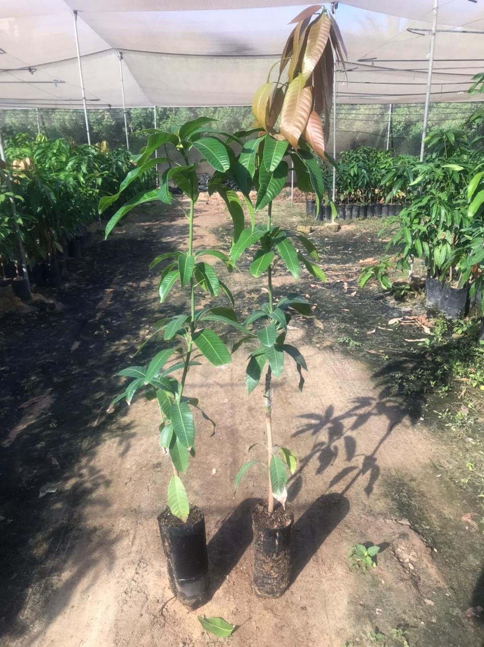 Austin mango seedling
