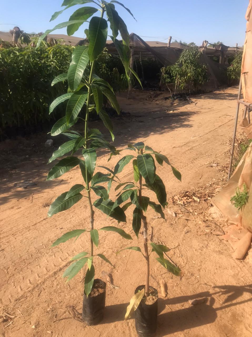 Kiett mango seedling