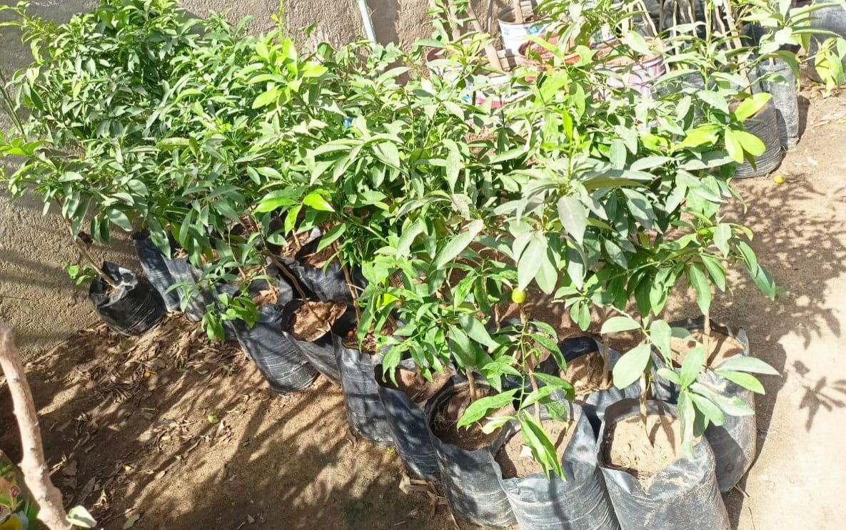 Kumquat seedlings