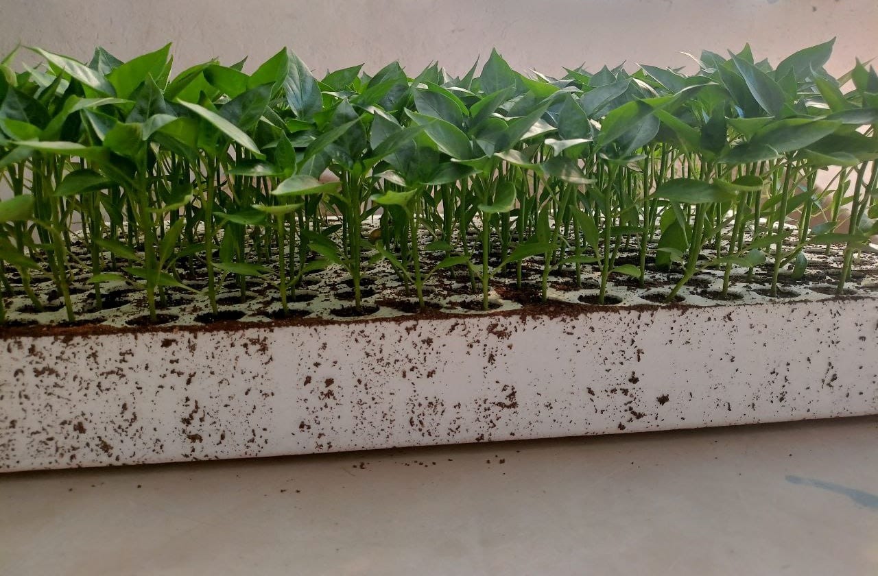 Cherry Tomatoes seedling