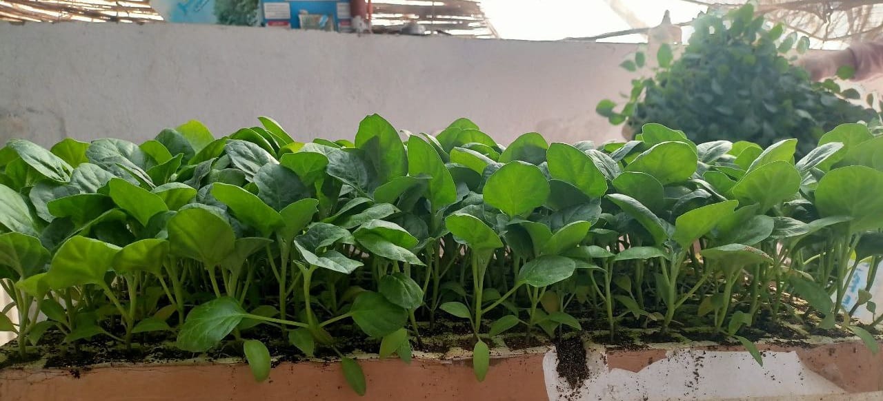 Eggplant Petra seedling