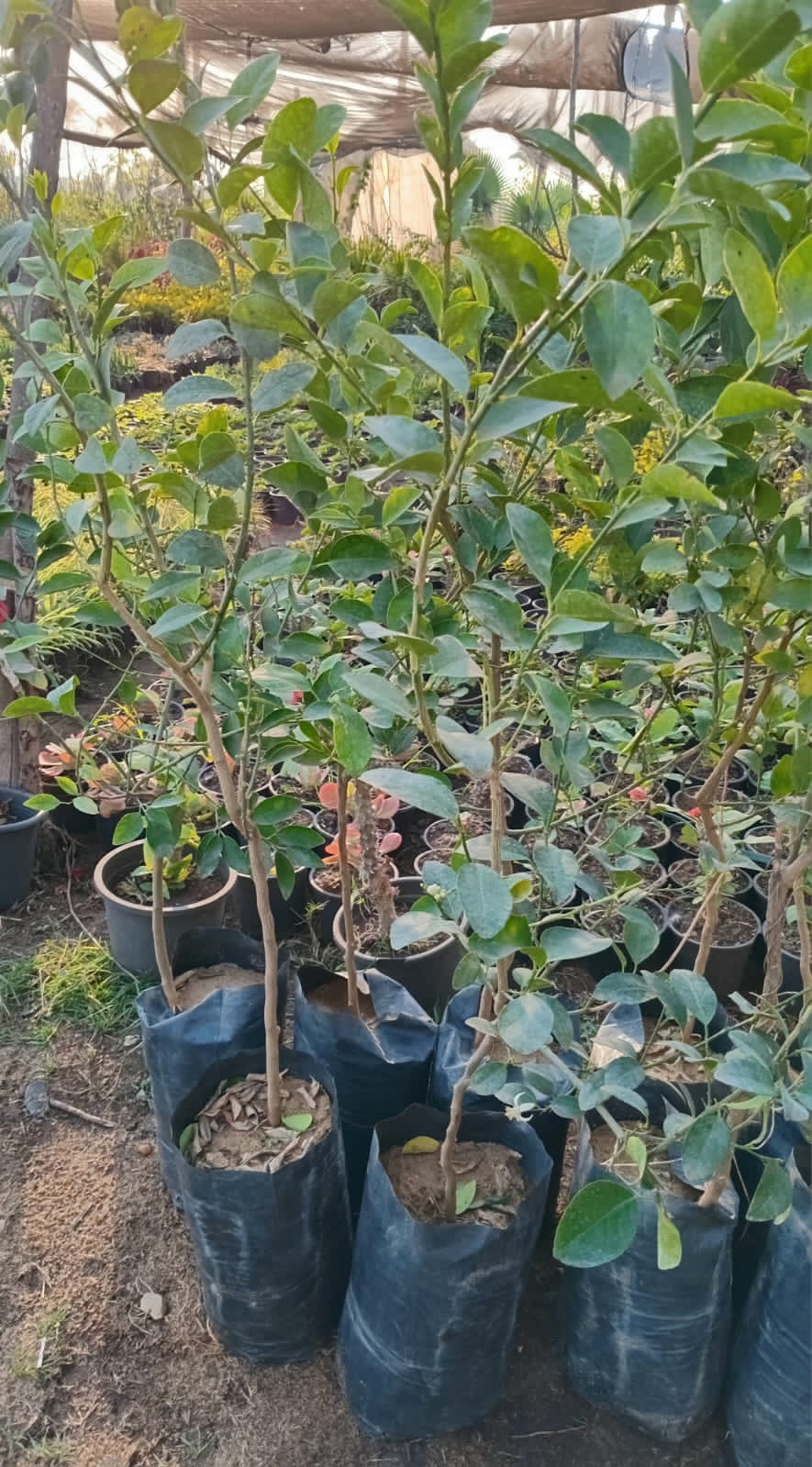 Benzheir lemon Seedling