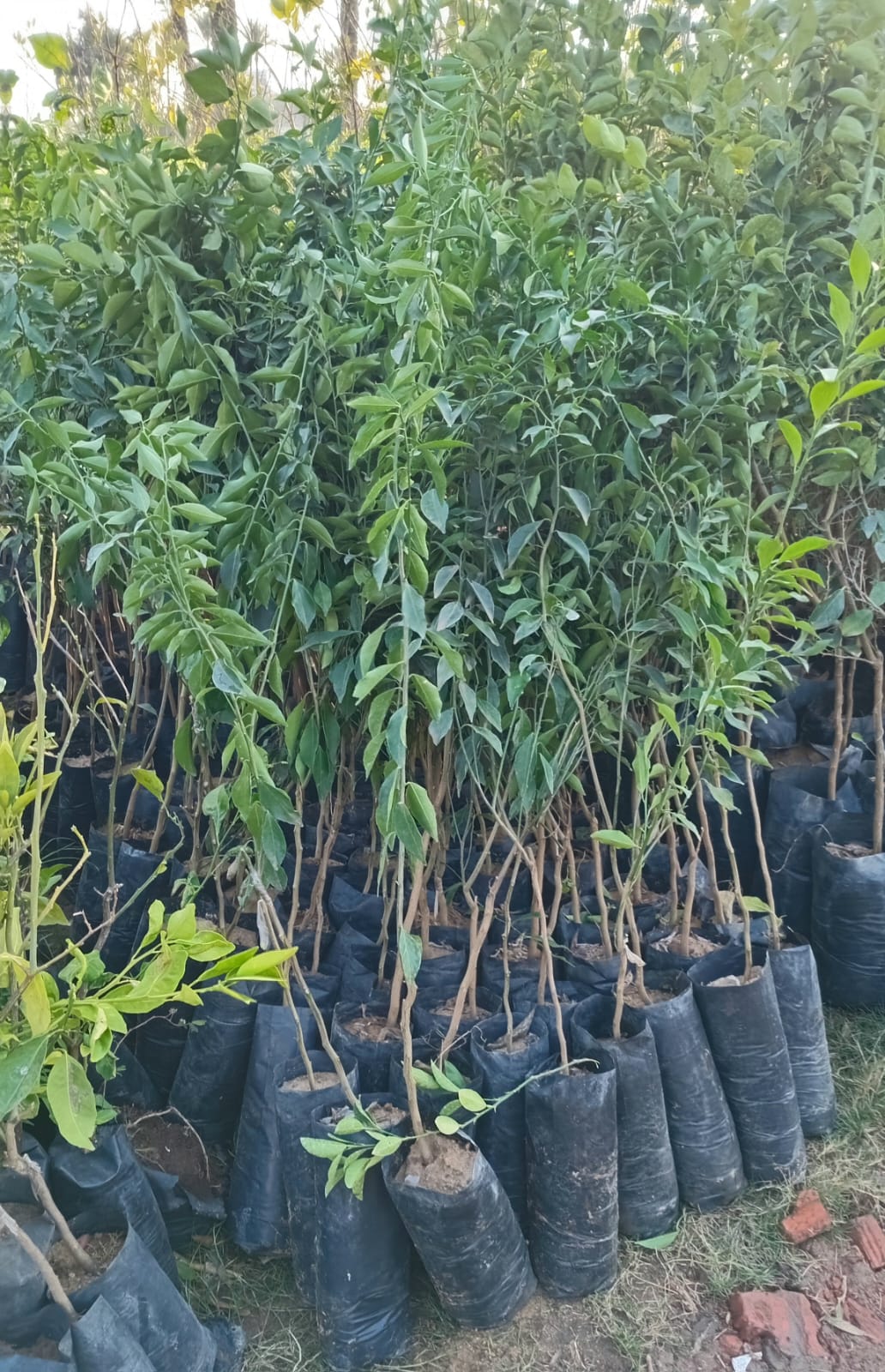 Tangerine Baldaa Seedling