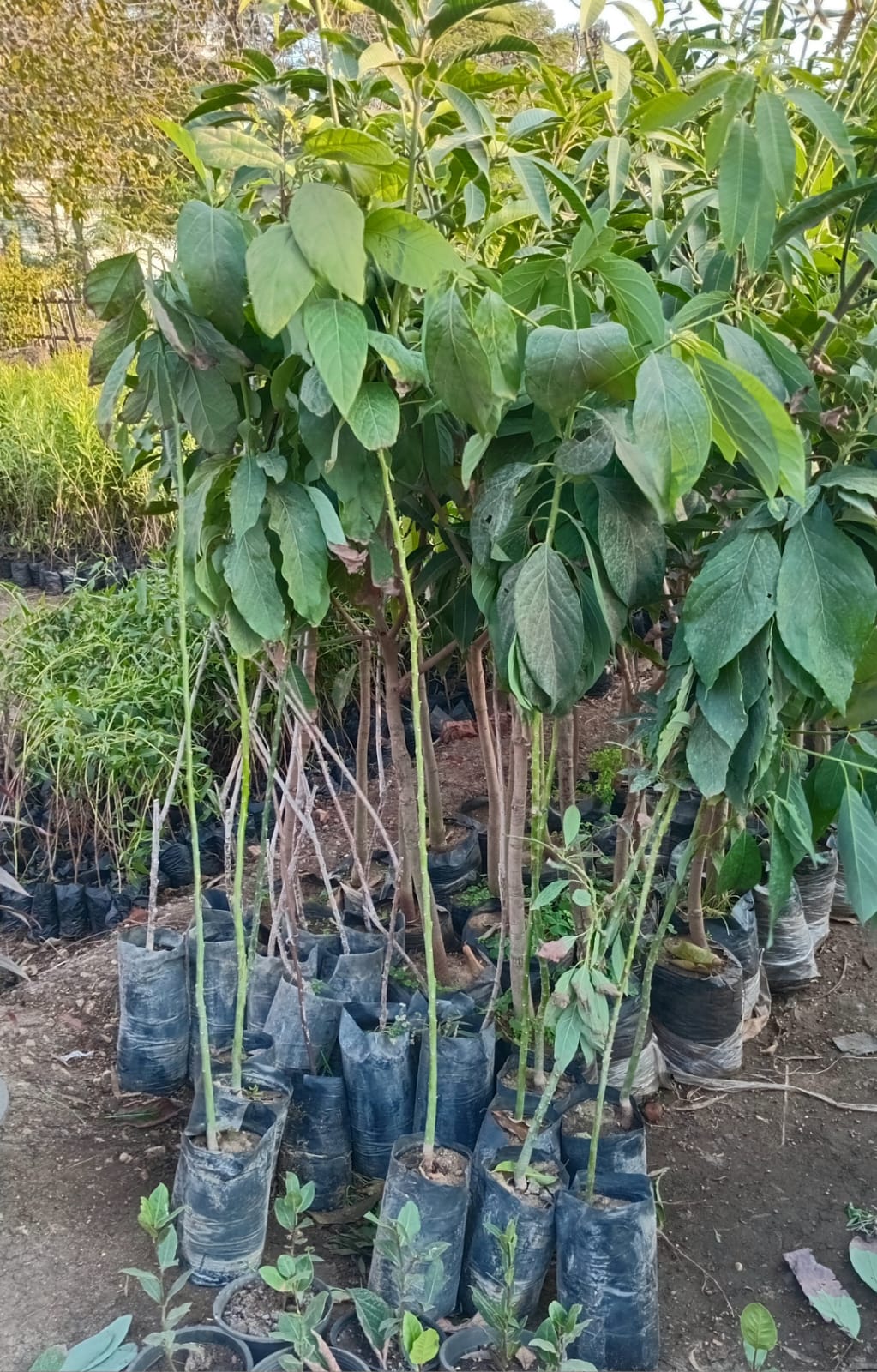 Avocado Red Seedling