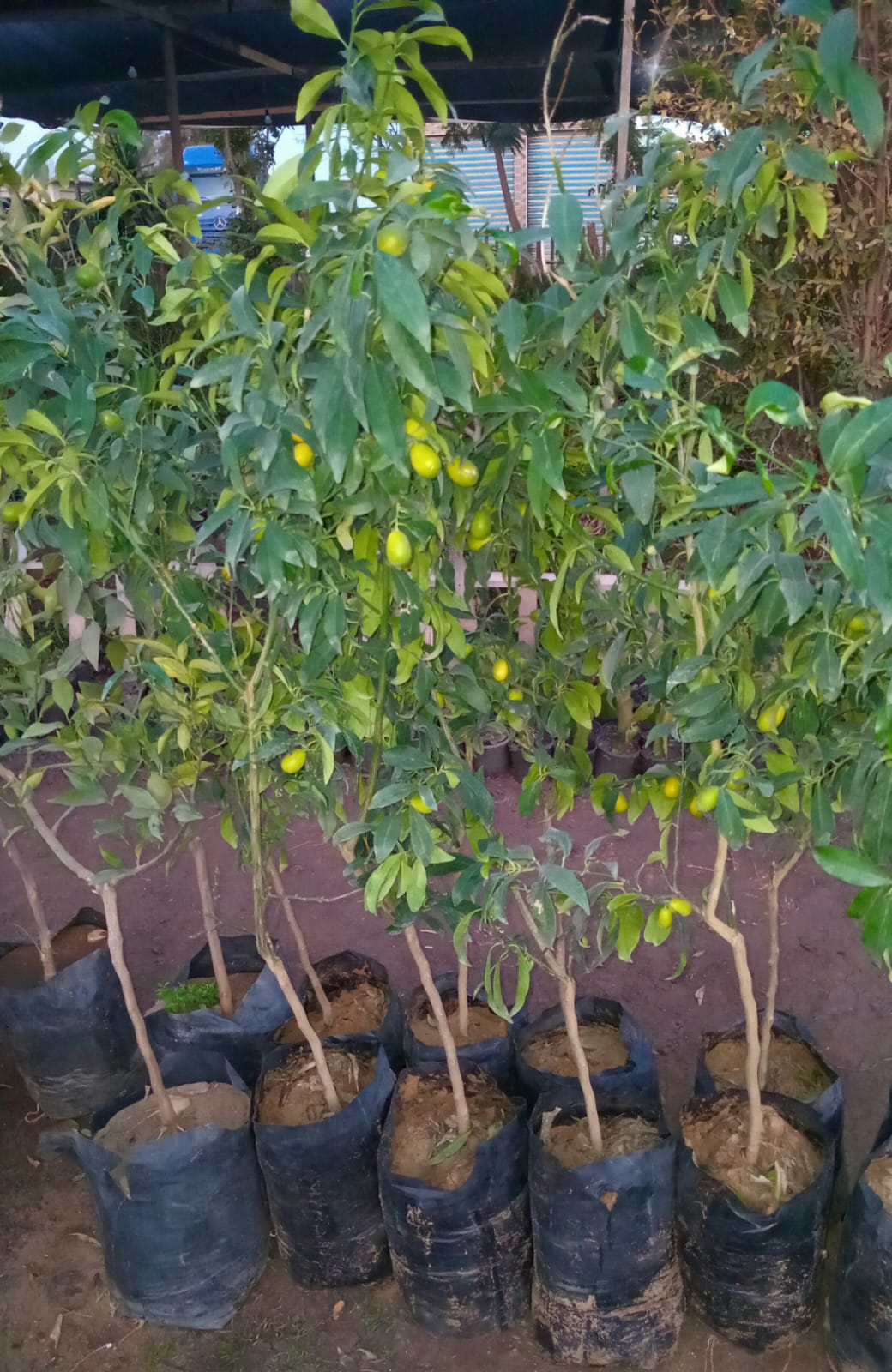Kumquat Seedling
