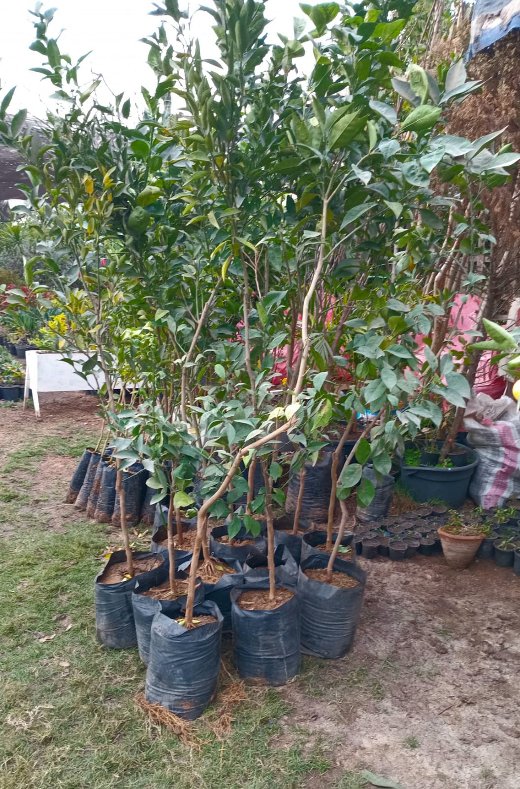 Bursa Orange Seedling