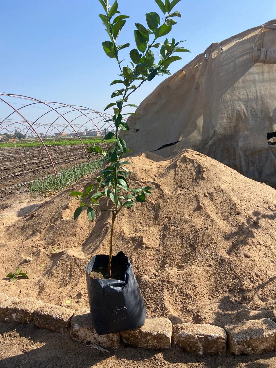 Tangerine Baldaa Seedling