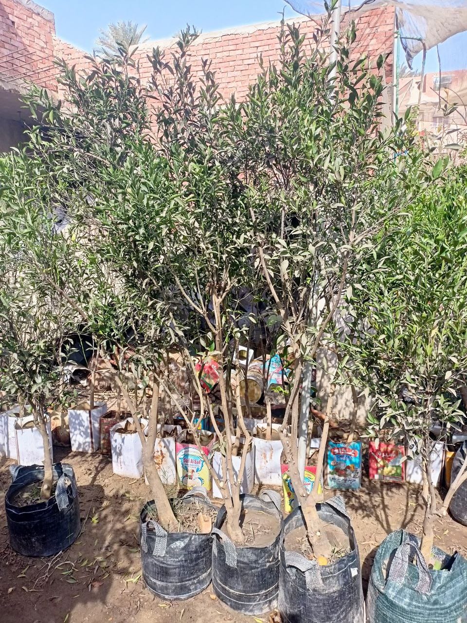 Yusufi Baladi Seedling