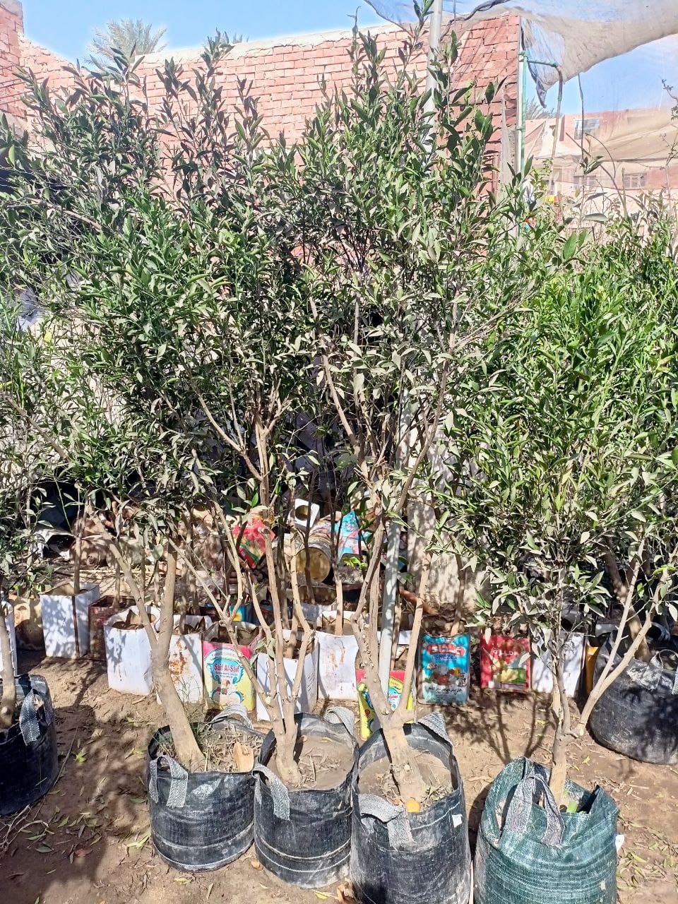 Yusufi Baladi Seedling