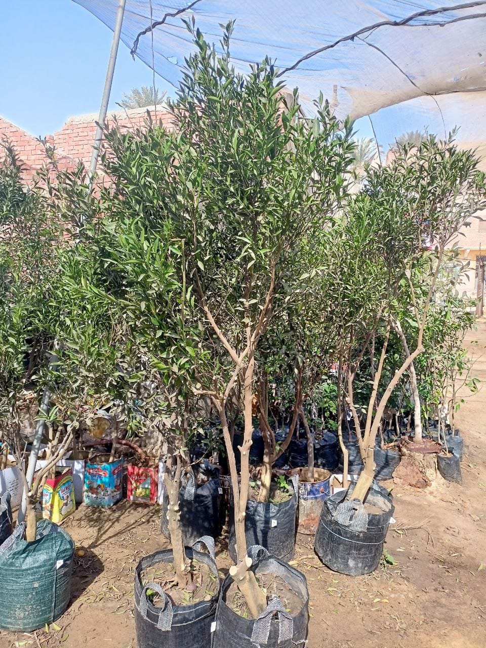 Yusufi Baladi Seedling