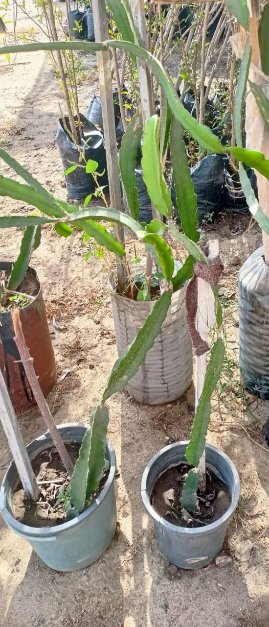 Dragon Fruit Seedling