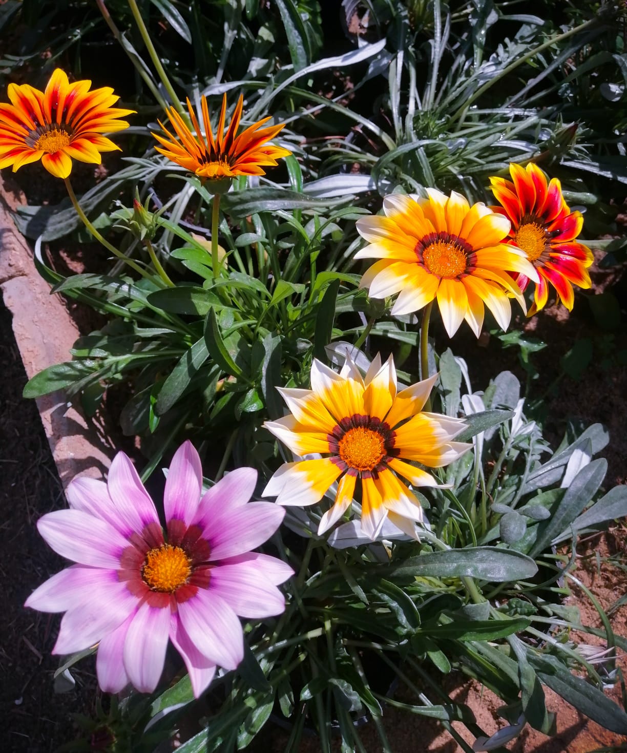 Gazania plant