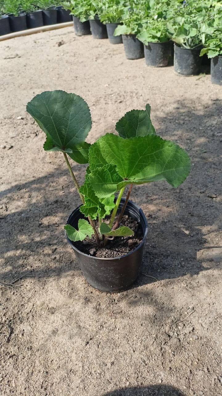 Umbel plant
