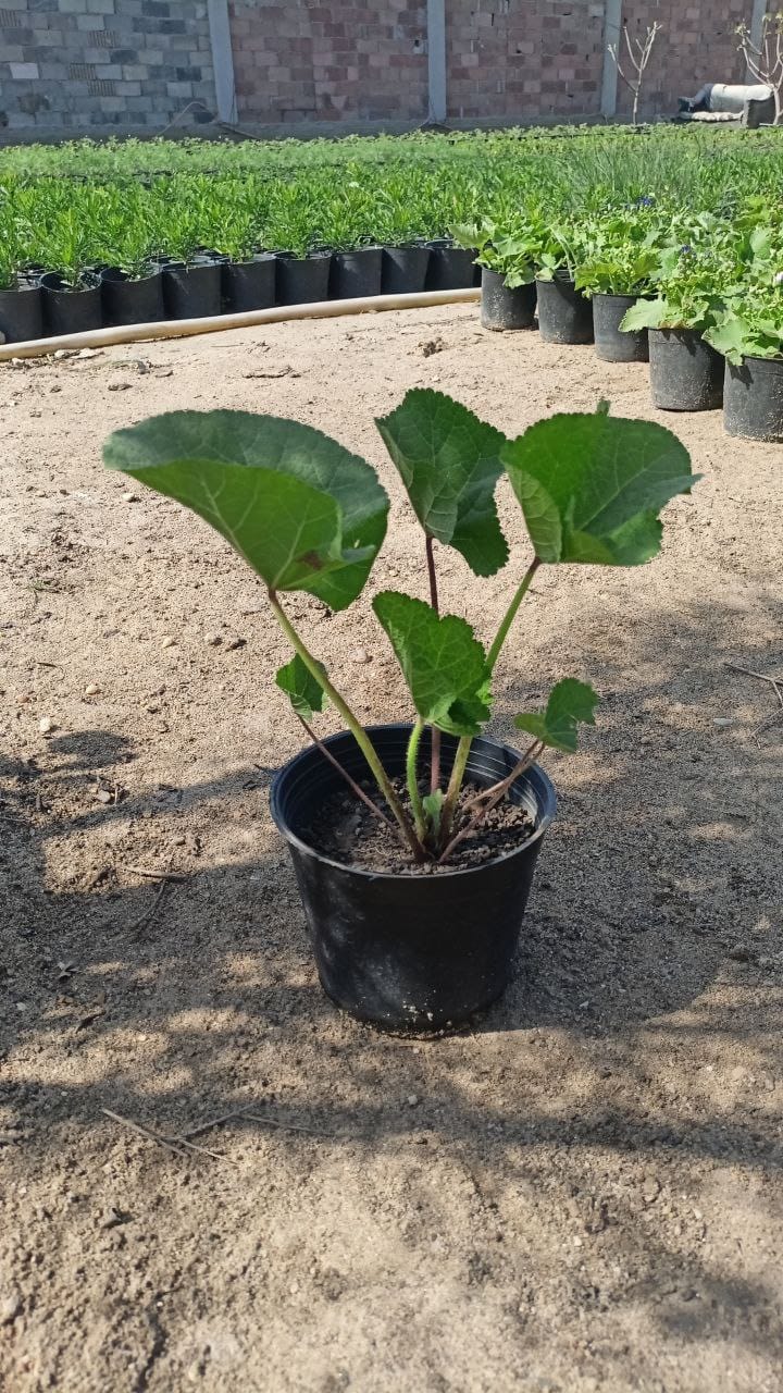 Umbel plant