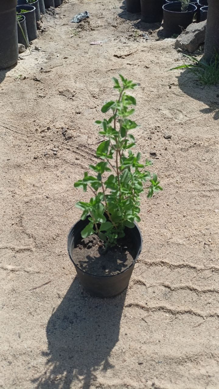 Marjoram plant