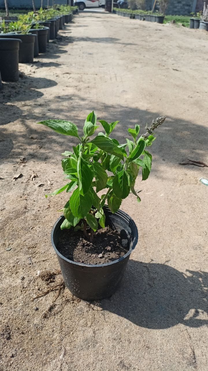Basil plant