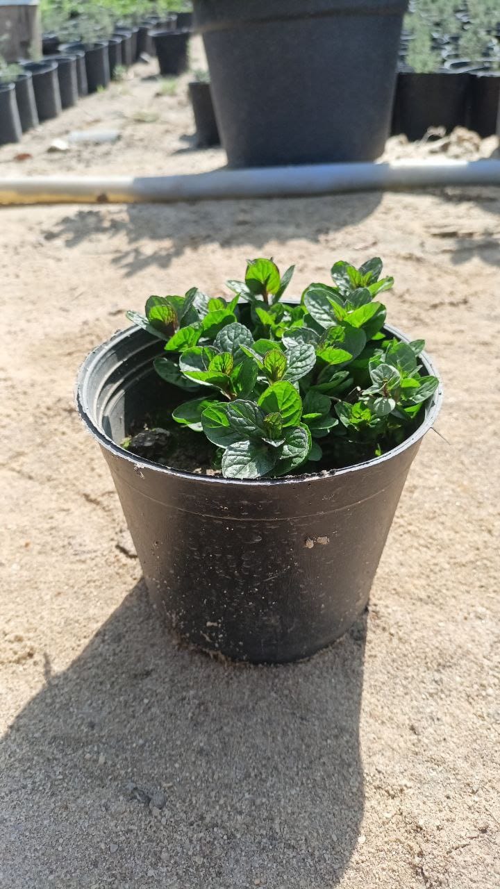 Mint plant