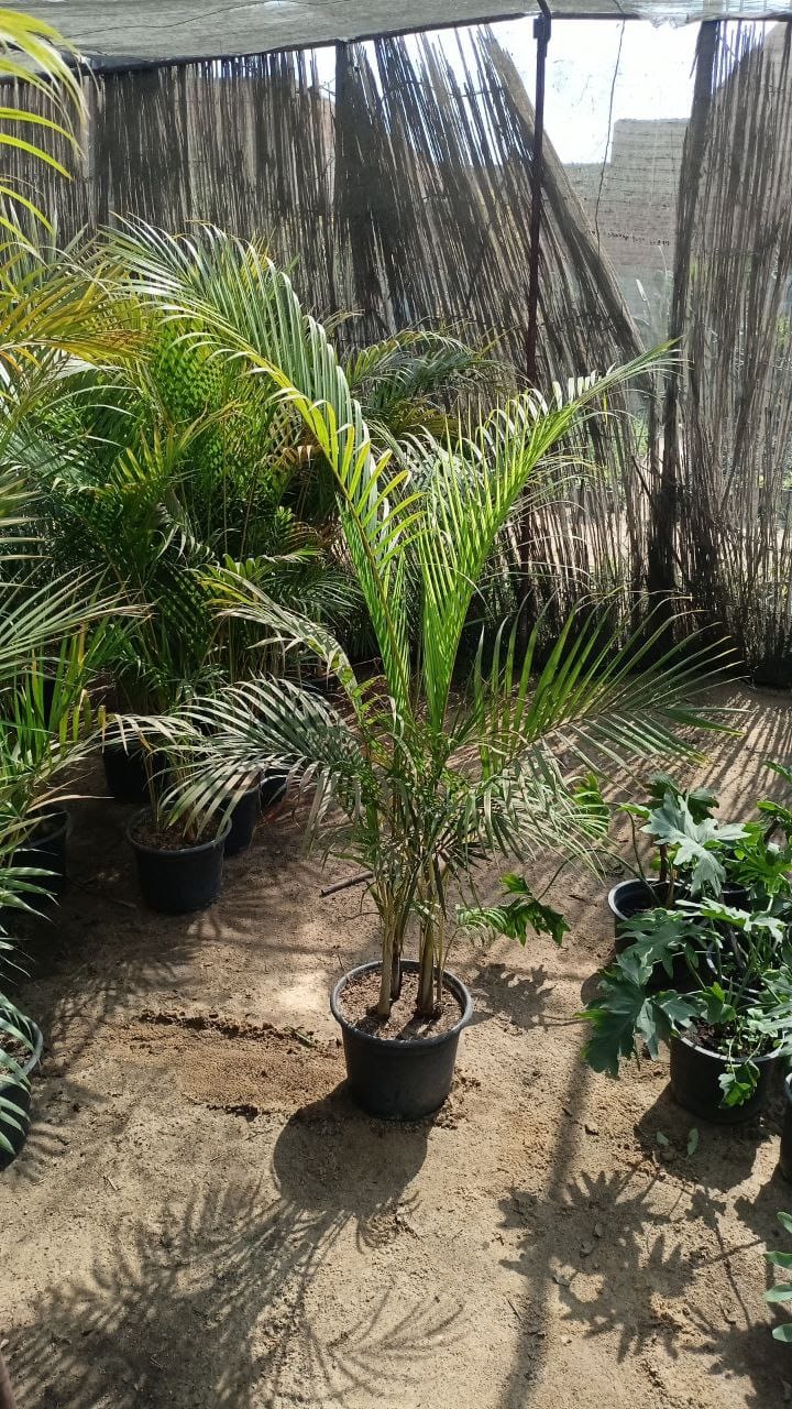 areca palm full shade The Areca palm