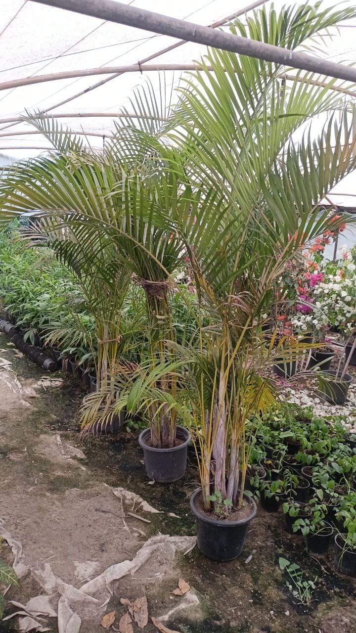 The Areca palm