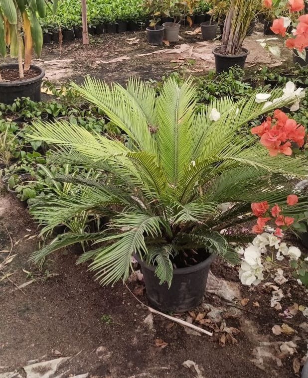 feather palm plant The Cycas palm (Feathered palm)