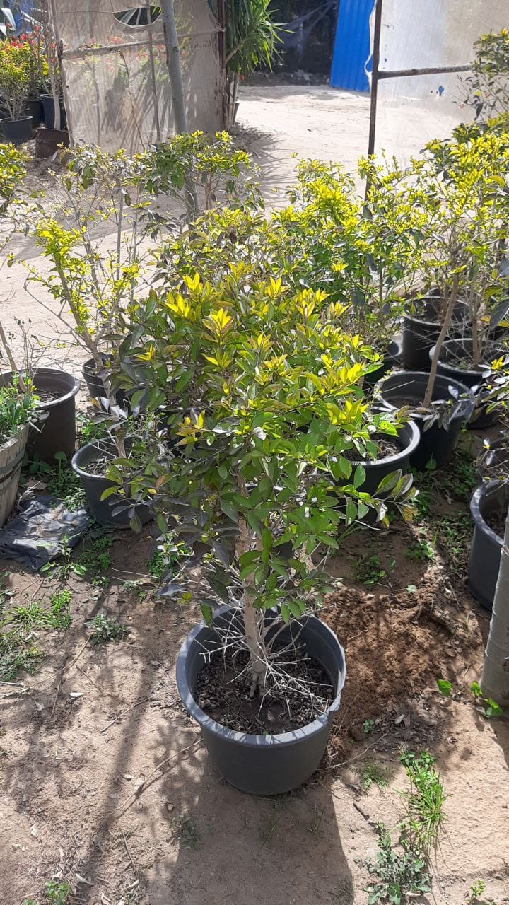 نبات دوراتنا الليمون