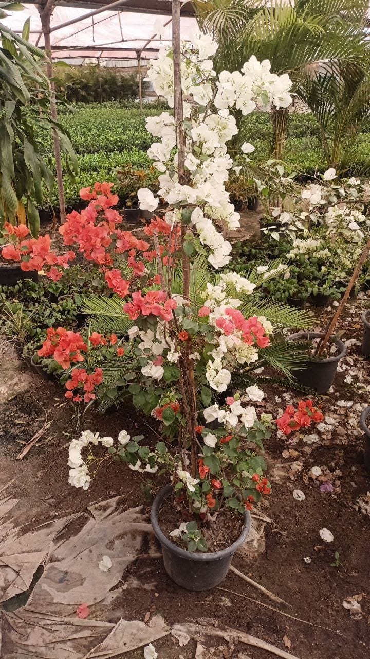 Bougainvillea tree