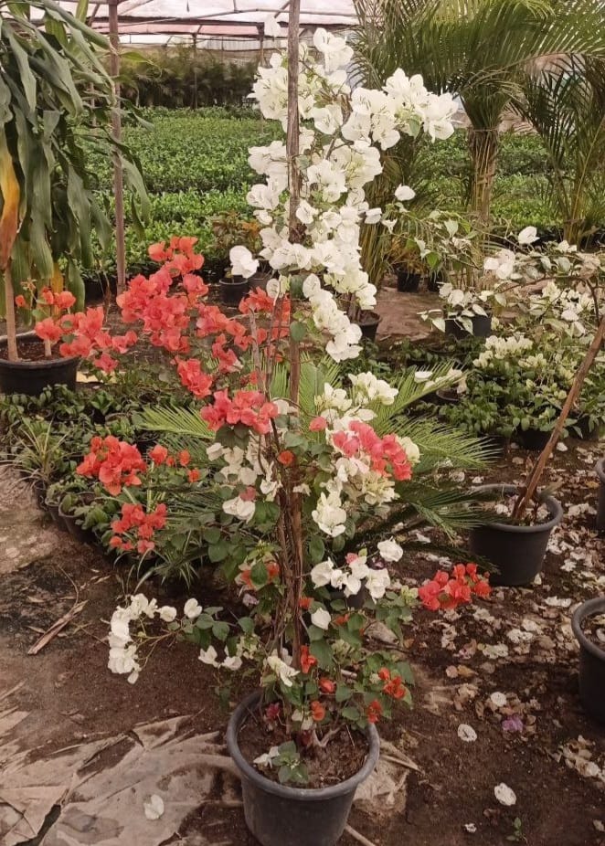 Bougainvillea tree